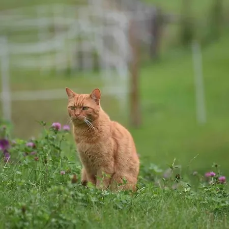 Apartman Fewomonciao2019-panorama 2pers Bis Max4pers