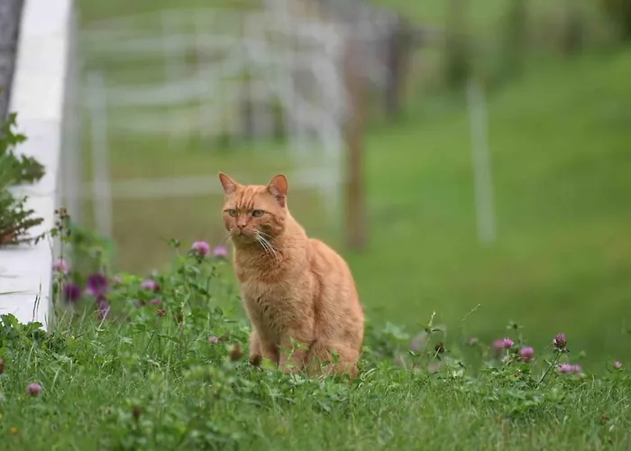 Lejlighed Fewomonciao2019-panorama 2pers Bis Max4pers